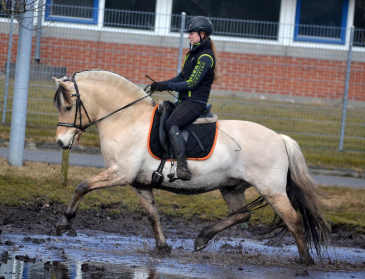 Fjordhest Staale granlygaard - SOLGT - D. 25/3-2018 billede 17