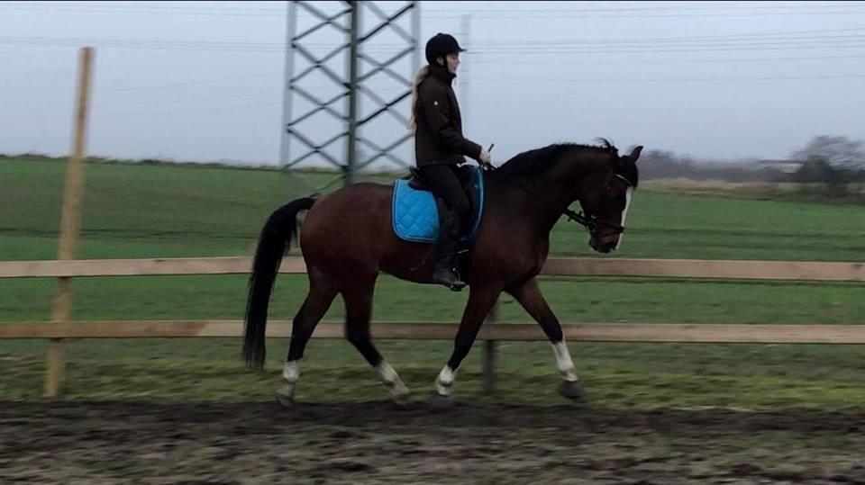 Dansk Varmblod Bredhøjgaards Moneymaker billede 13