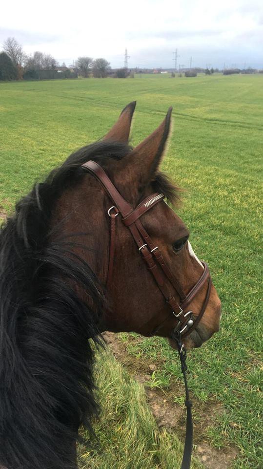 Dansk Varmblod Bredhøjgaards Moneymaker billede 2