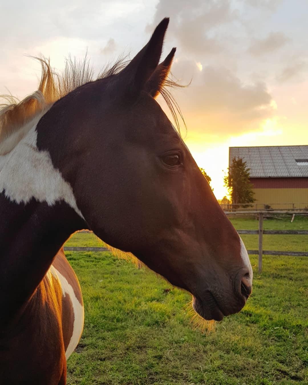 Anden særlig race Indy billede 12
