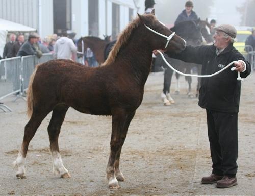 Welsh Cob (sec D) Maesbrithdir Super King billede 13