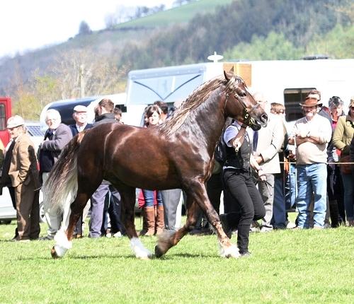 Welsh Cob (sec D) Maesbrithdir Super King billede 14