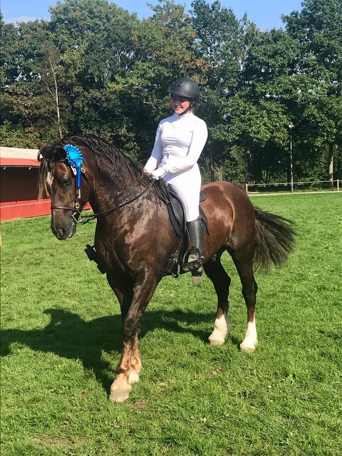Welsh Cob (sec D) Maesbrithdir Super King billede 15