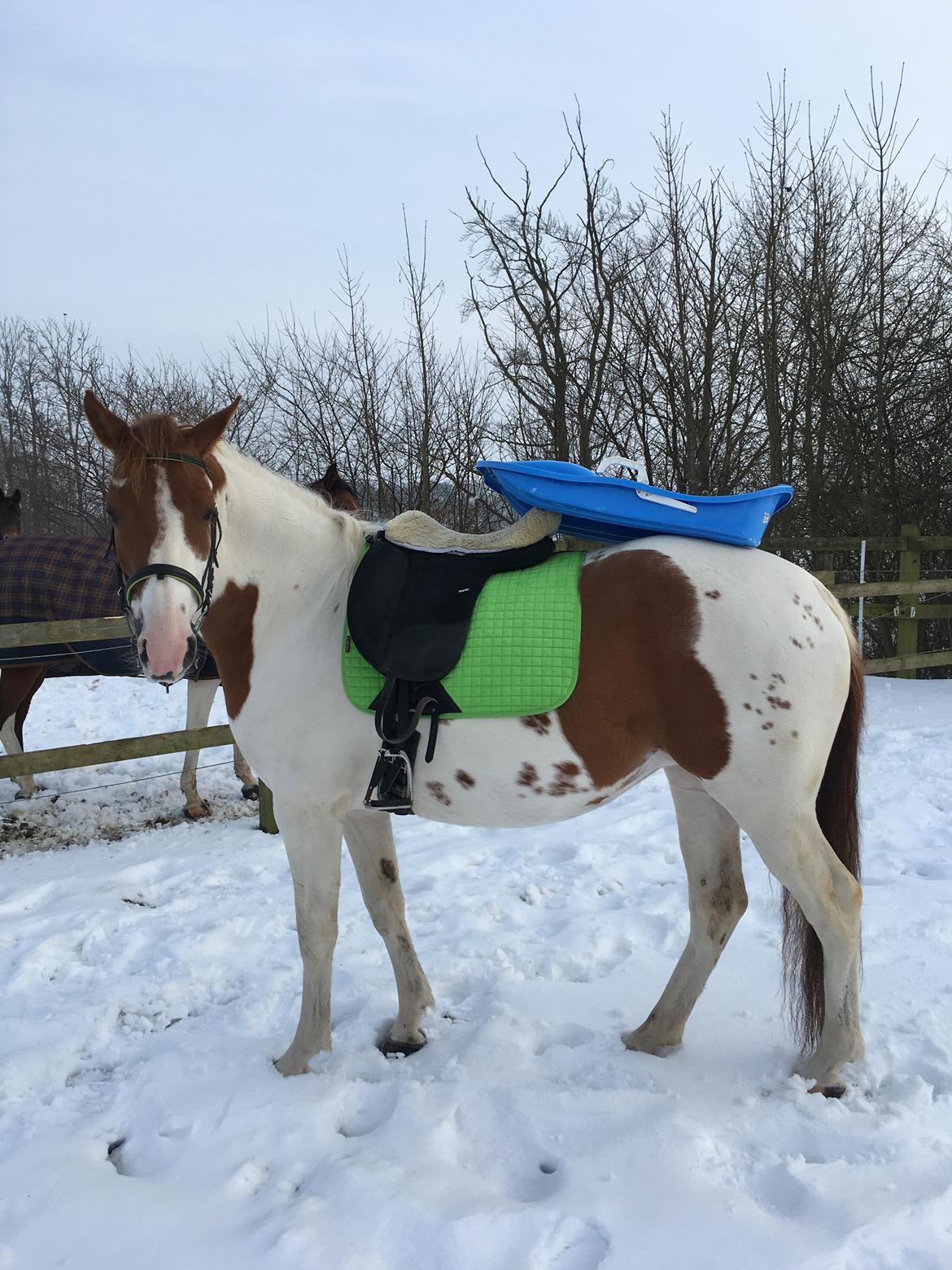 Pinto Bayleigh billede 6