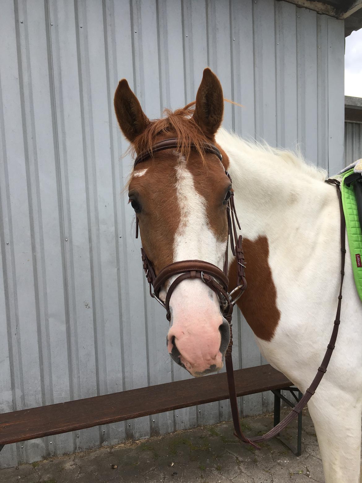 Pinto Bayleigh billede 10