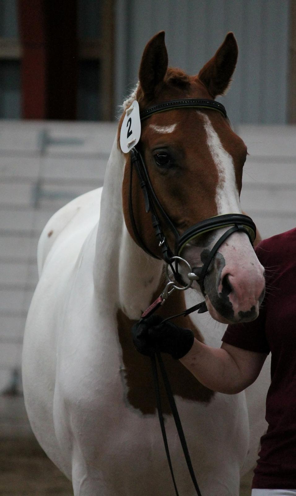 Pinto Bayleigh billede 13