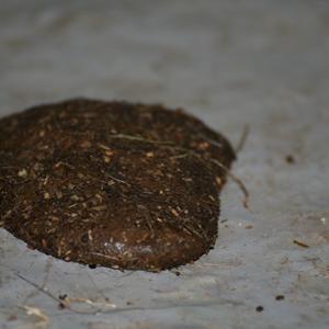 Pinto Bayleigh billede 14