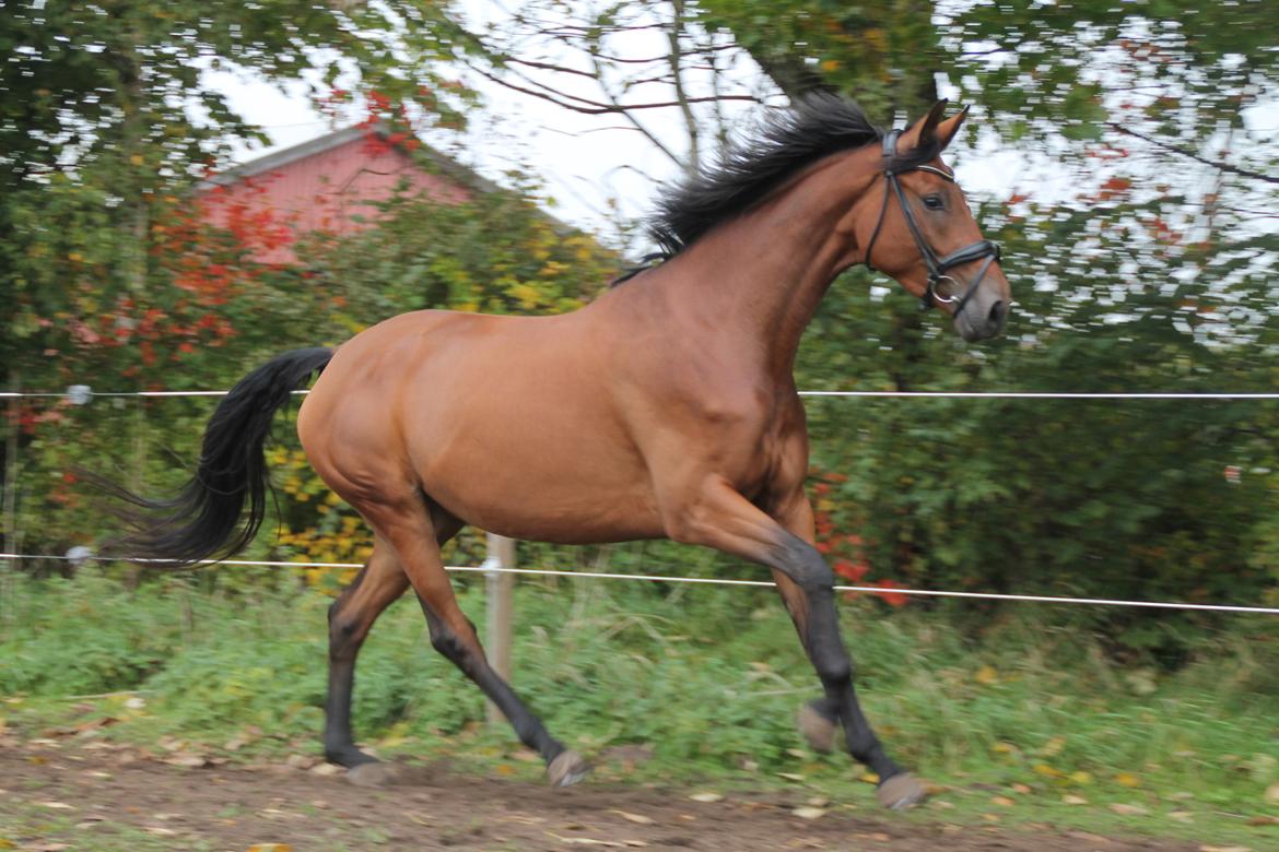 Trakehner Kandis billede 10