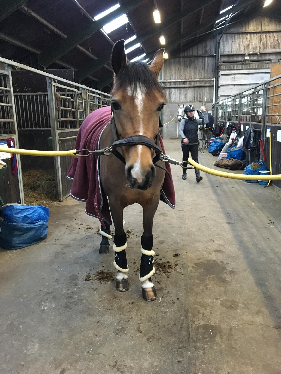 DSP Tl butterfly kiss billede 1