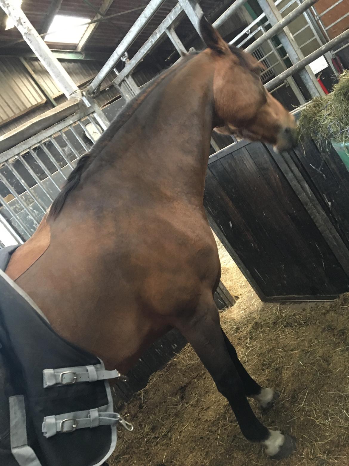 DSP Tl butterfly kiss billede 8