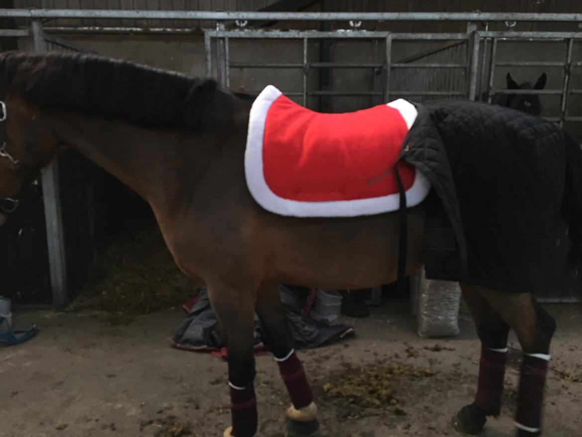 DSP Tl butterfly kiss billede 6