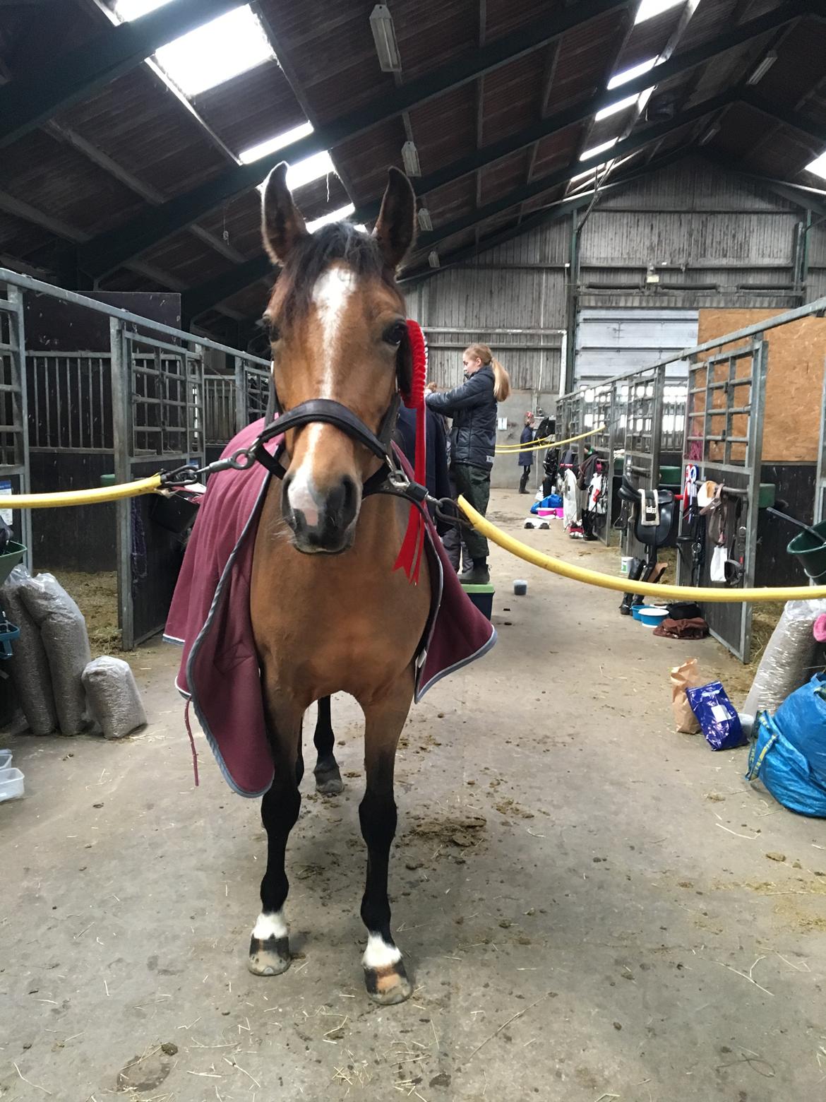 DSP Tl butterfly kiss billede 10