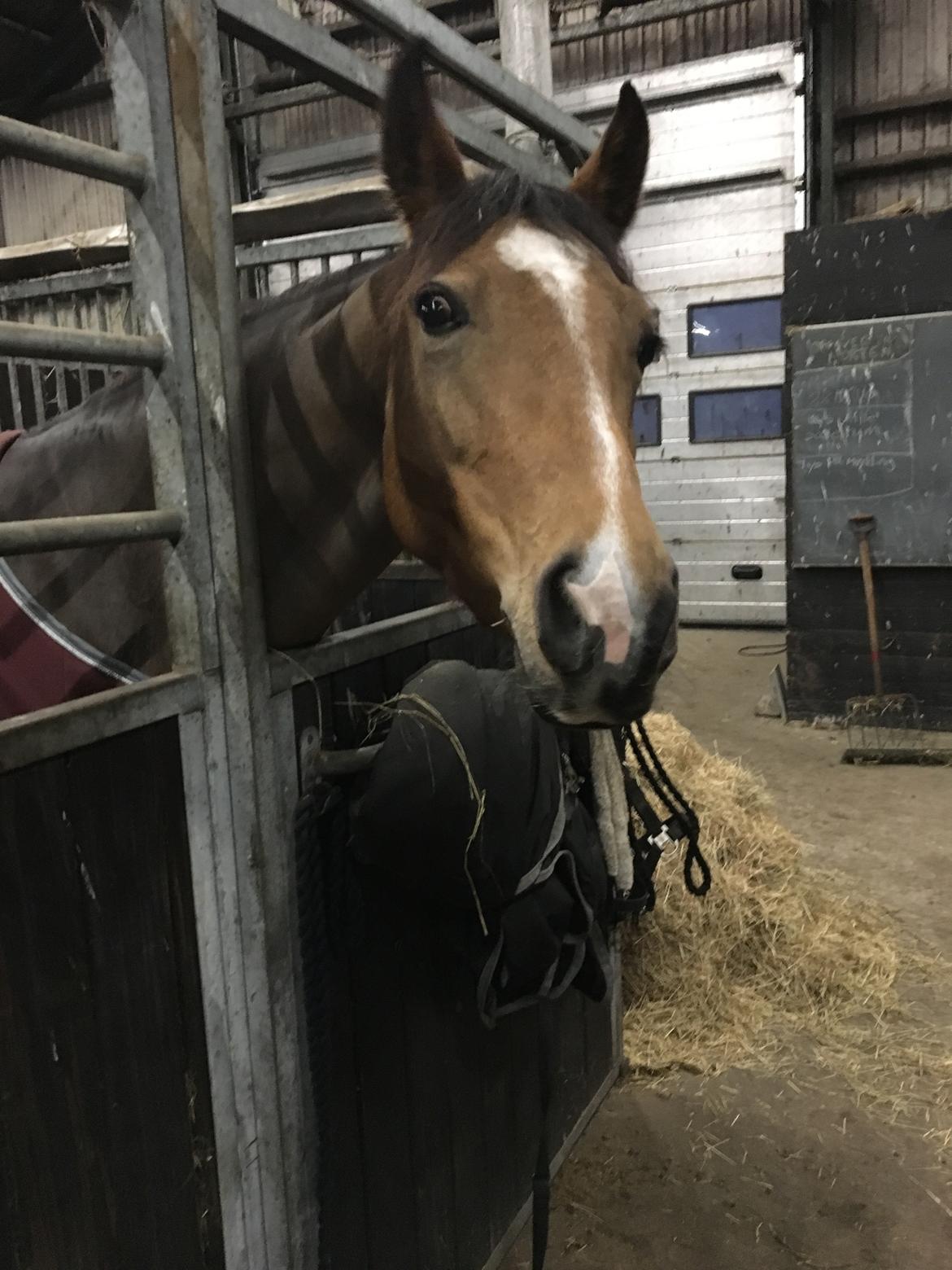 DSP Tl butterfly kiss billede 13