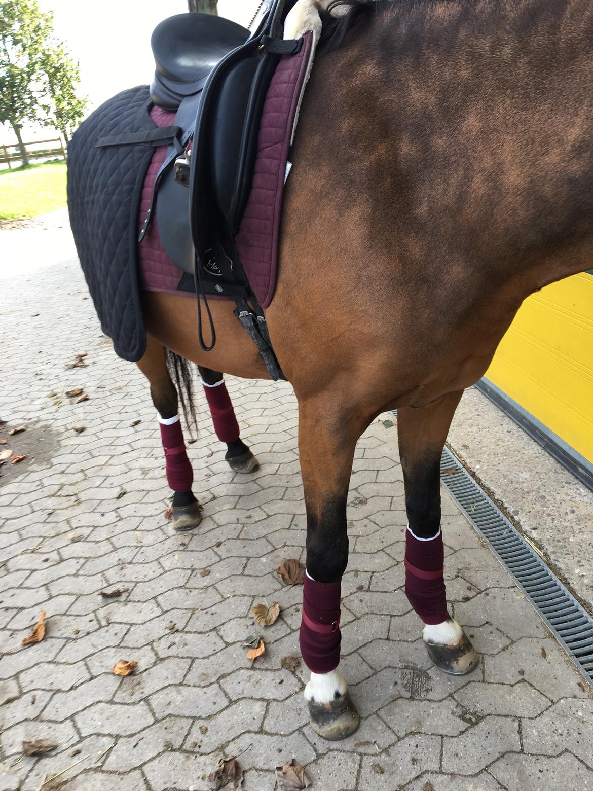 DSP Tl butterfly kiss billede 15