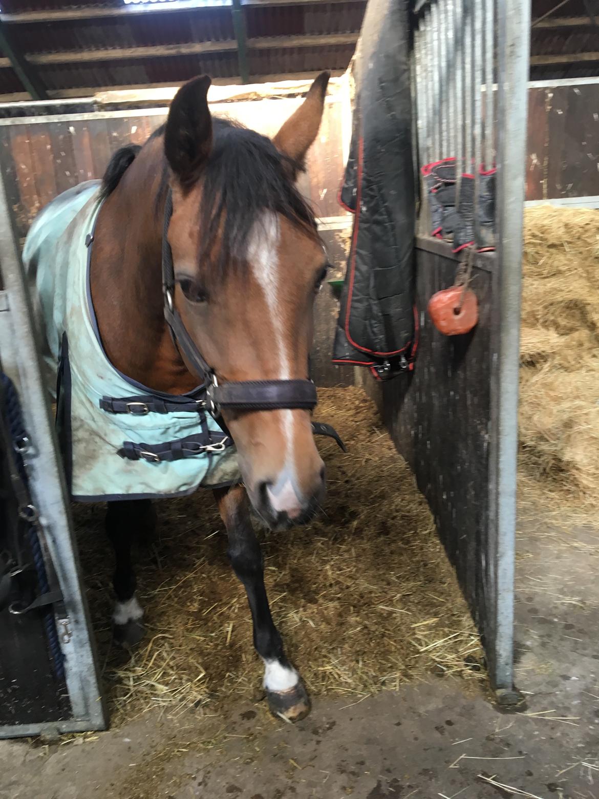 DSP Tl butterfly kiss billede 16