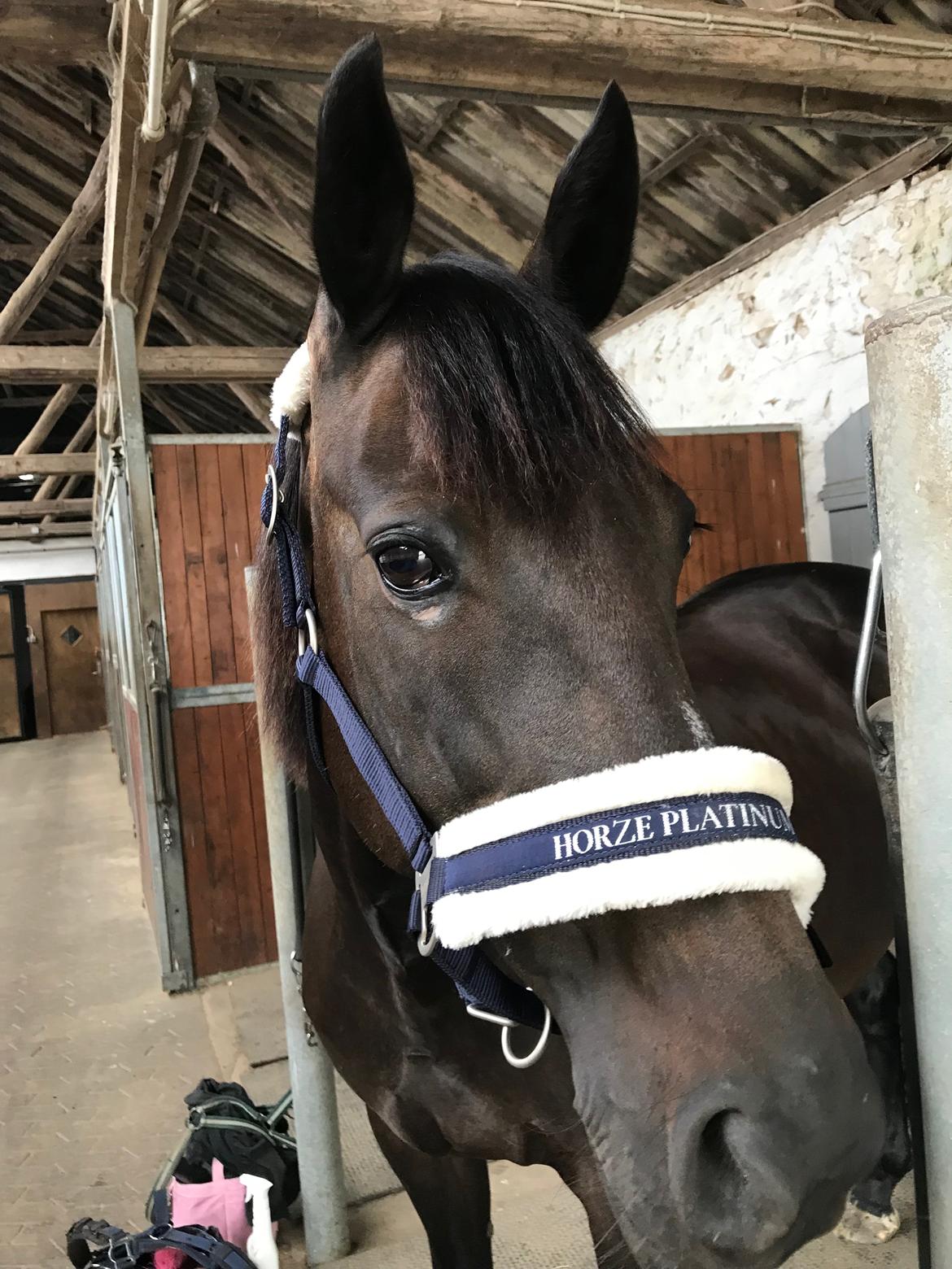 Traver Honey Turbo billede 7