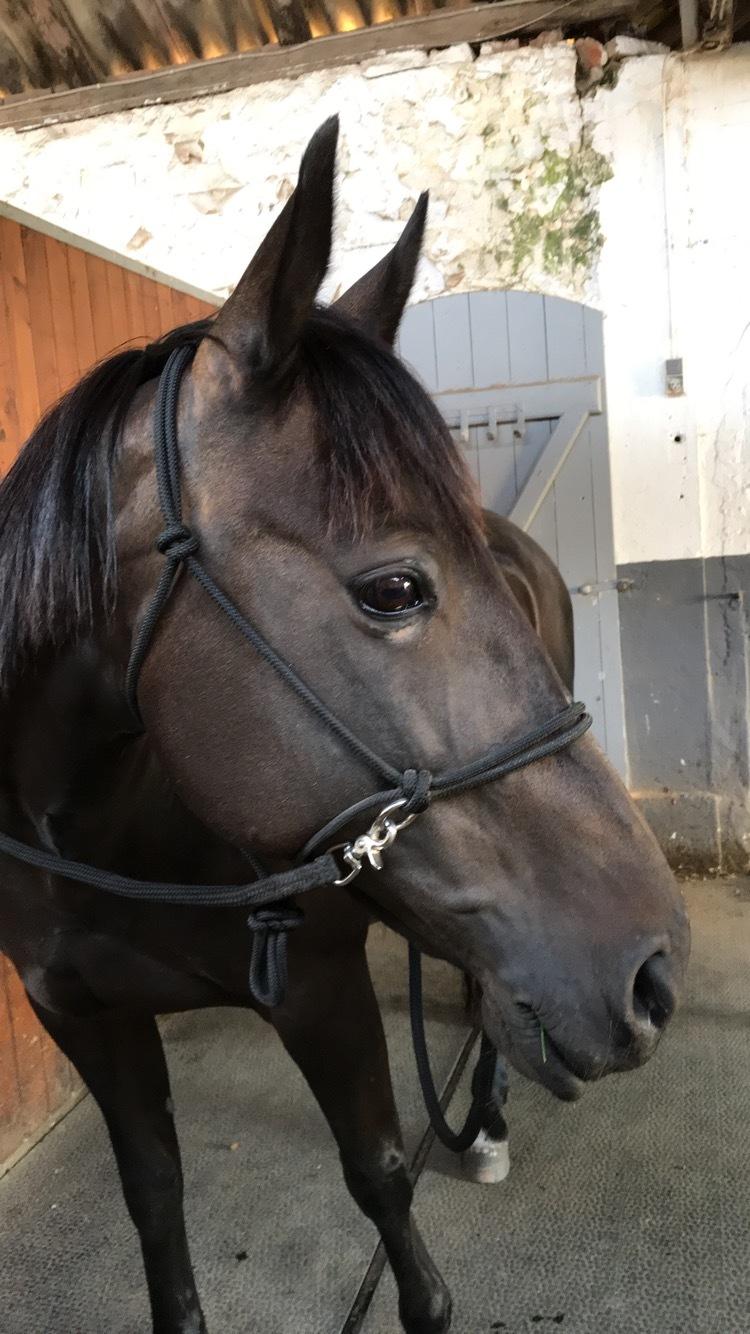 Traver Honey Turbo billede 4