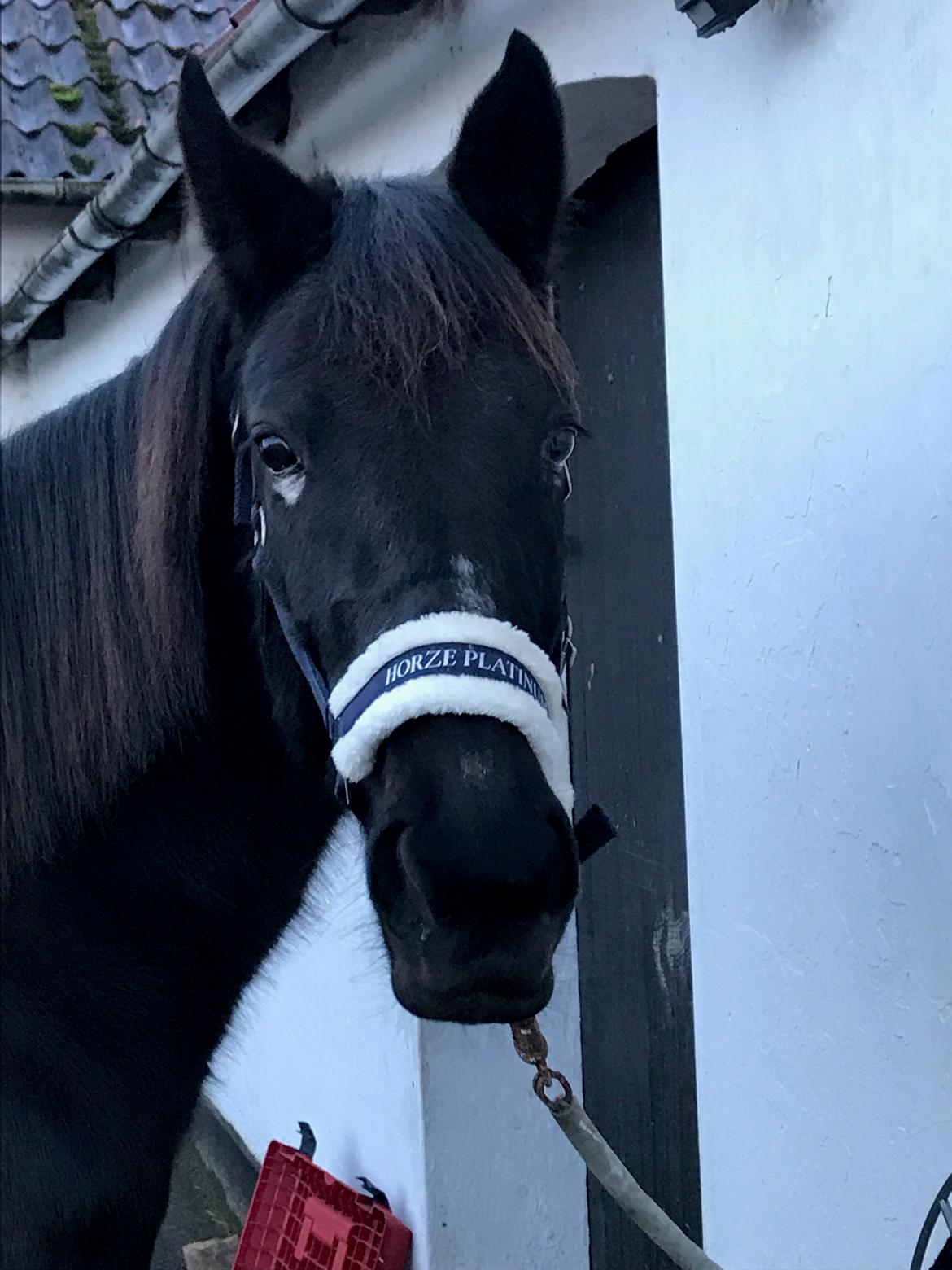 Traver Honey Turbo billede 5