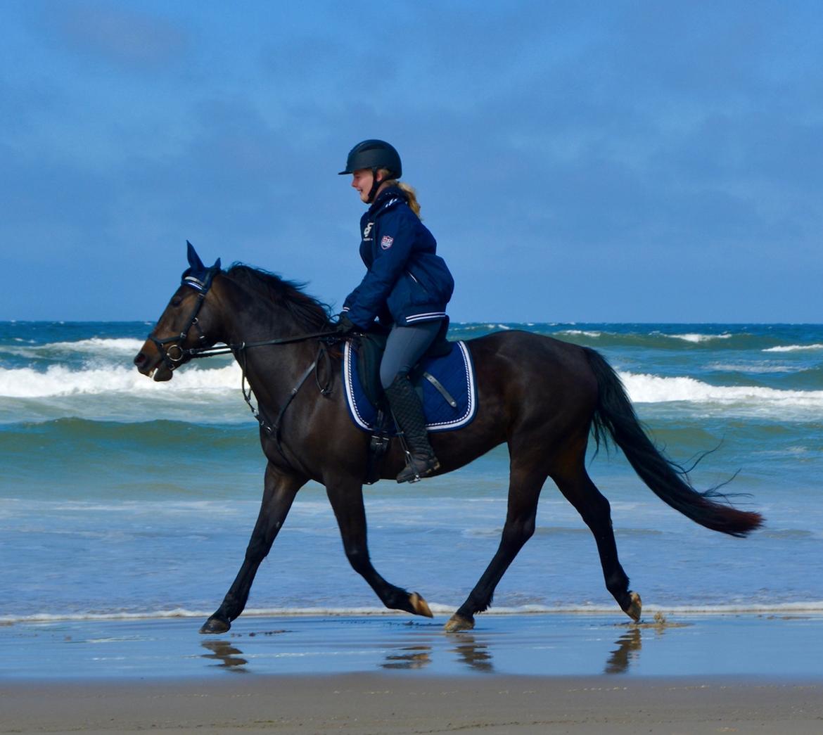 Traver Honey Turbo billede 6