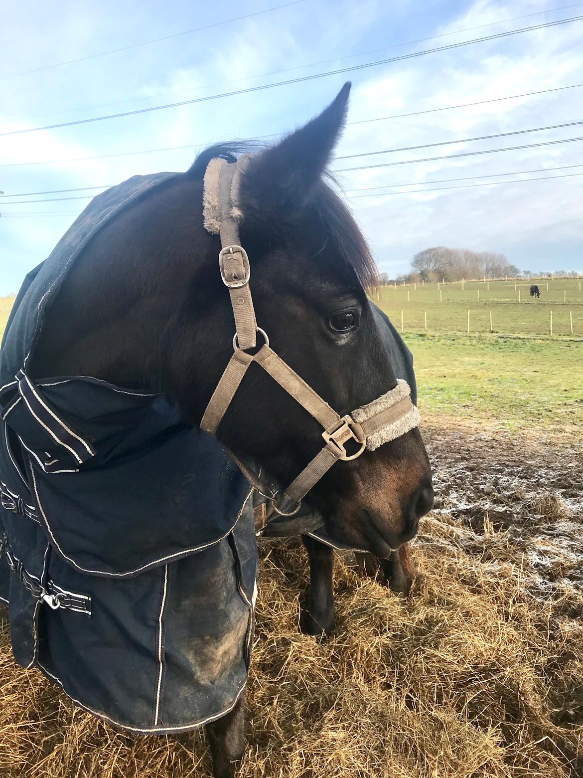 Traver Honey Turbo billede 8