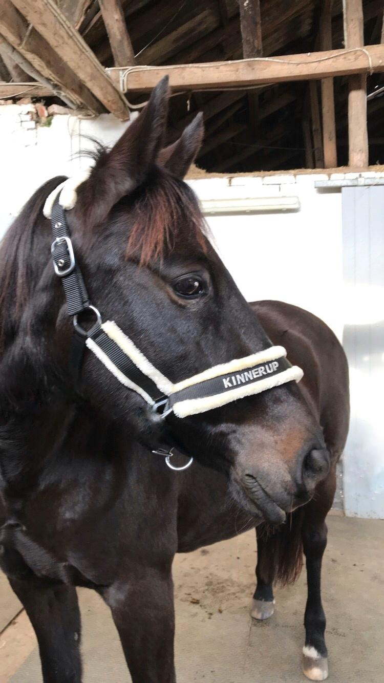 Traver Honey Turbo billede 2