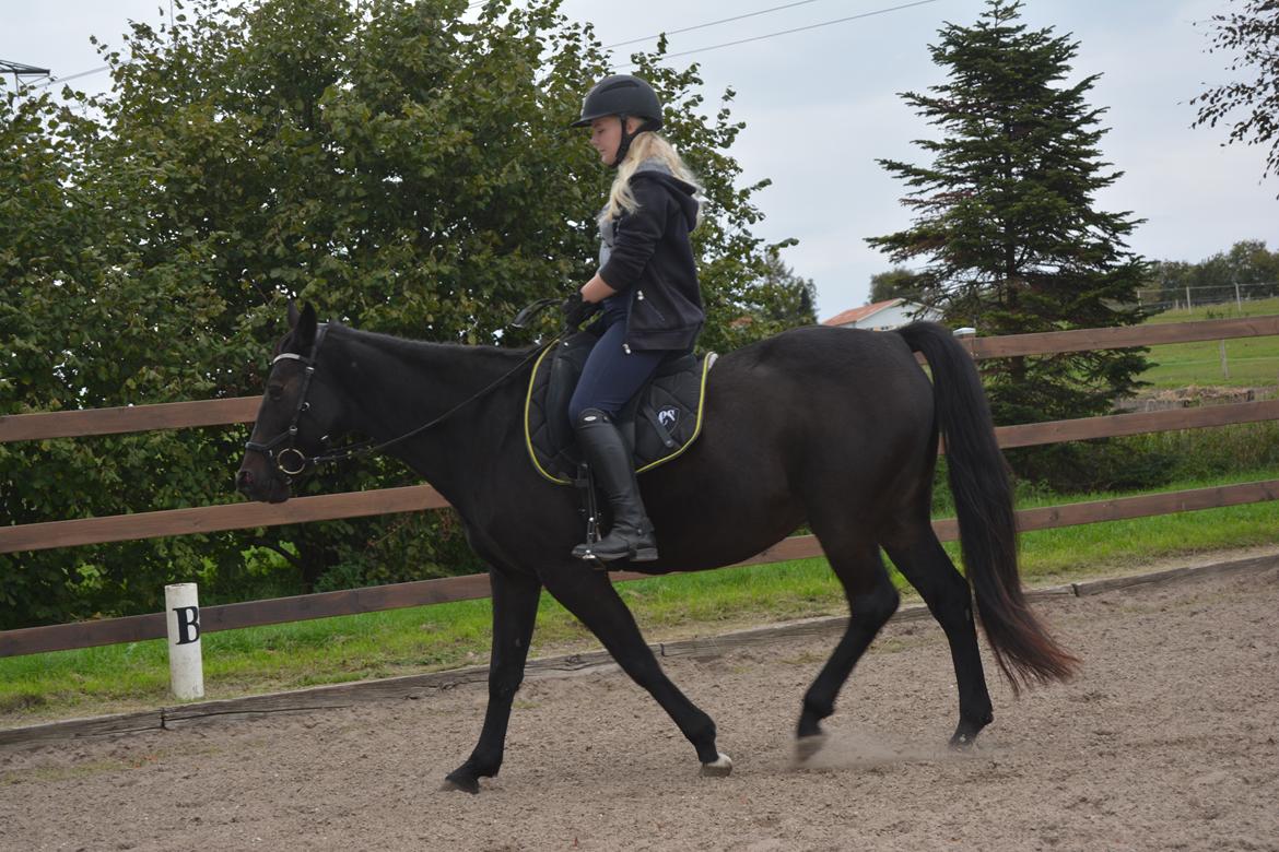 Traver Honey Turbo billede 9