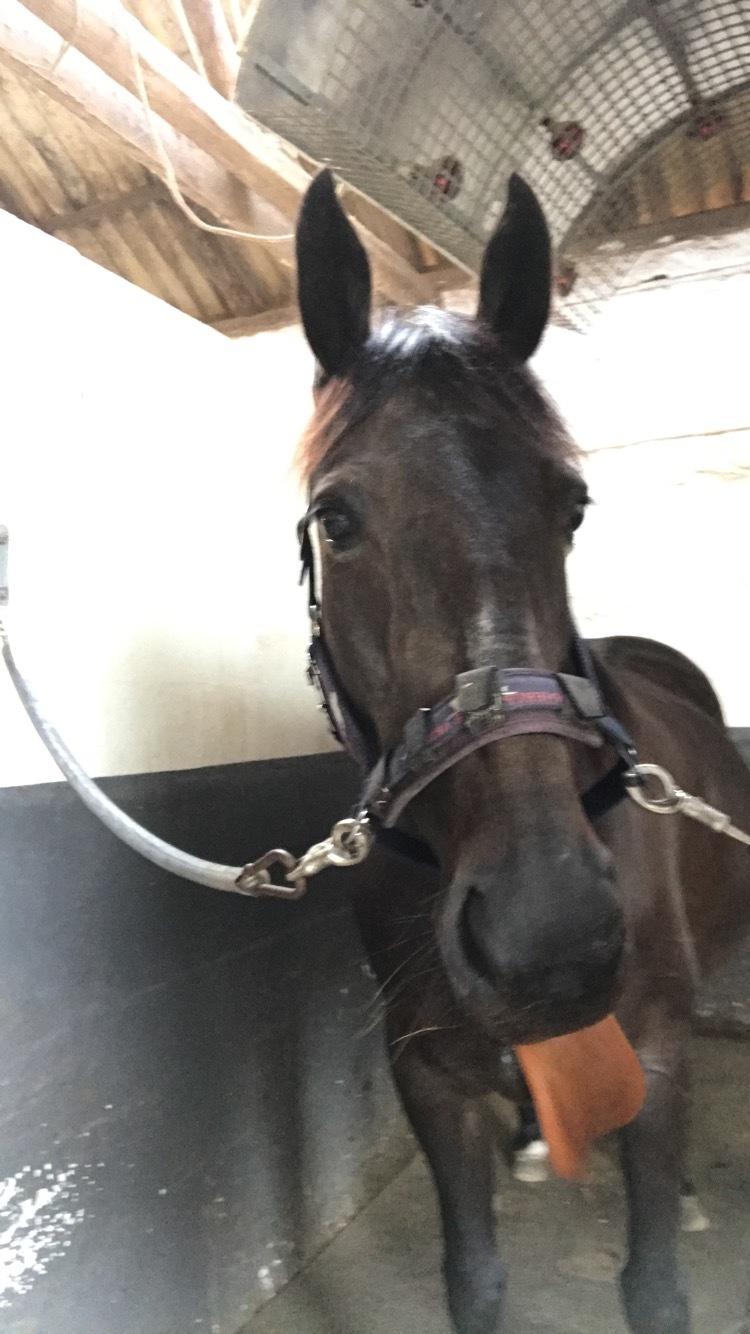 Traver Honey Turbo billede 11