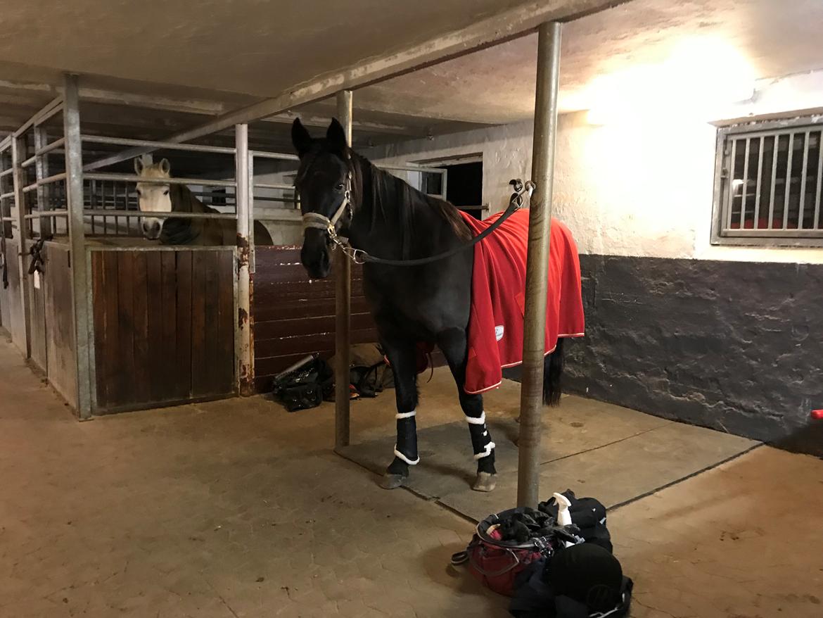 Traver Honey Turbo billede 12