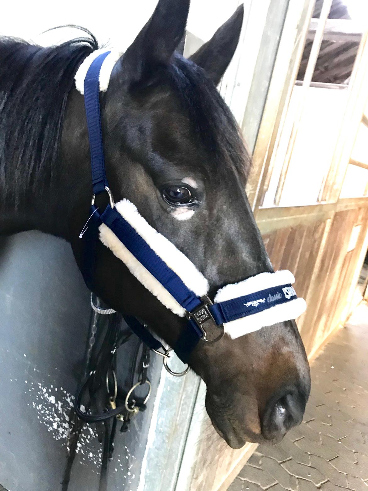 Traver Honey Turbo billede 13