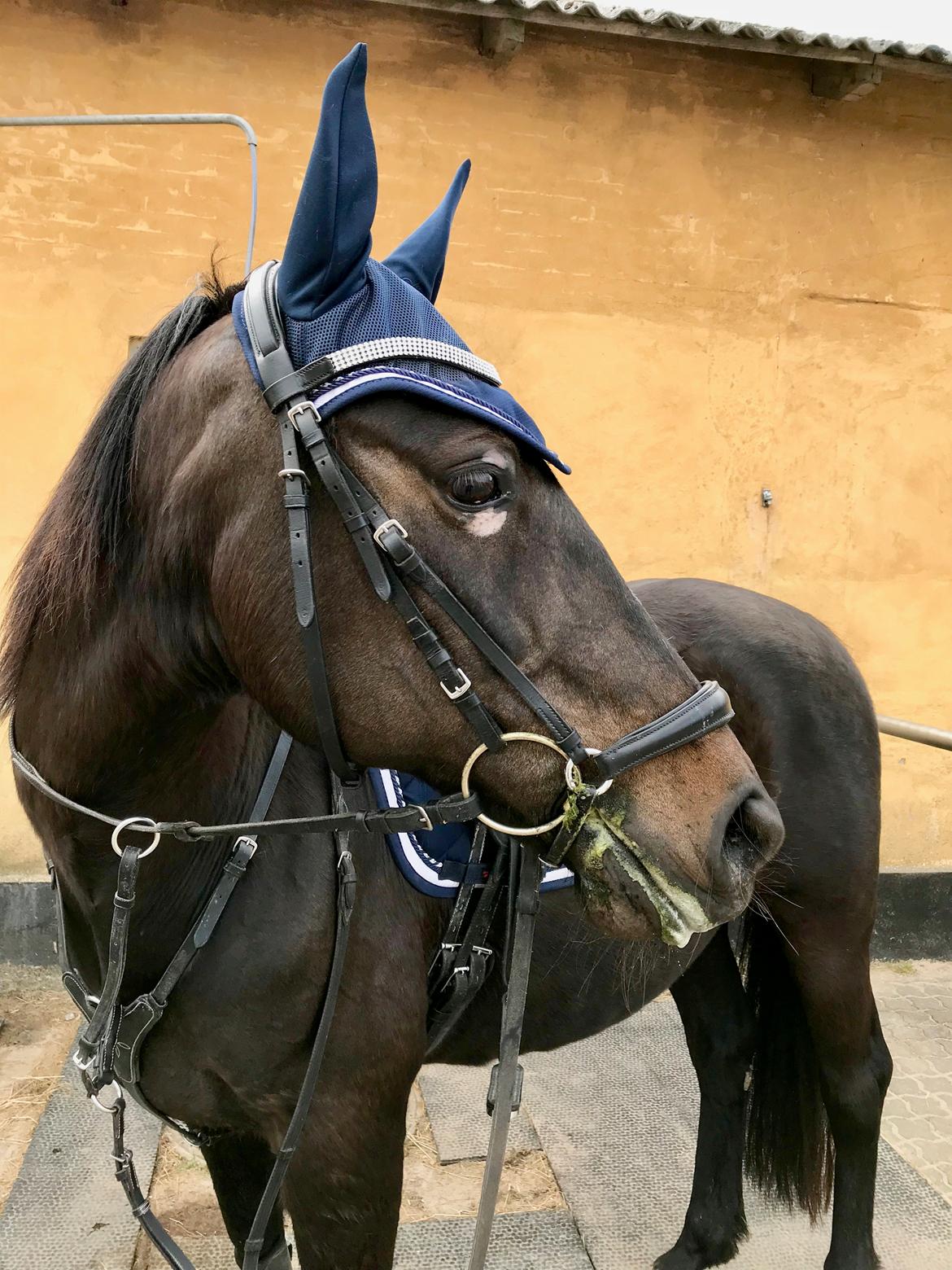 Traver Honey Turbo billede 14