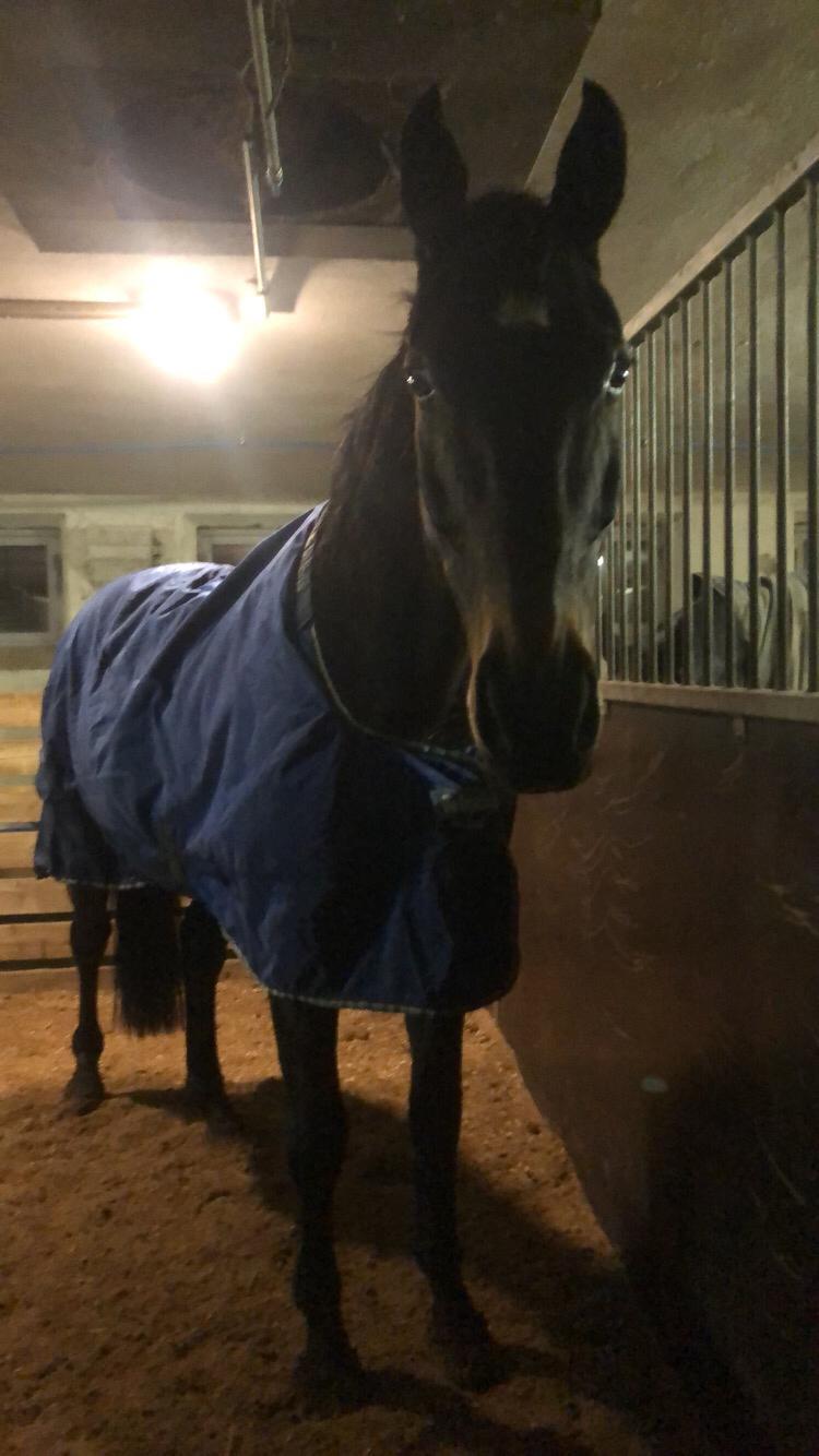 Dansk Varmblod Pelé billede 20