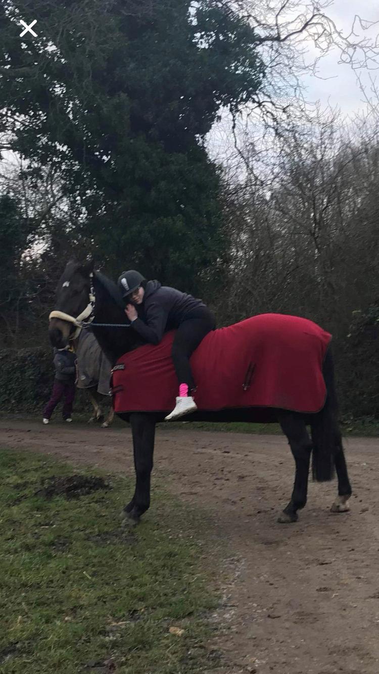 Dansk Varmblod Pelé billede 19