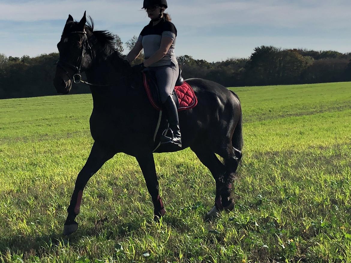 Dansk Varmblod Pelé billede 22