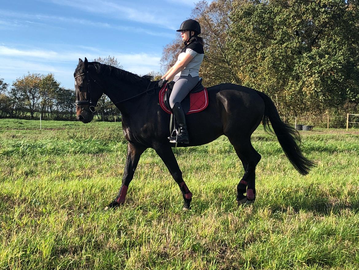 Dansk Varmblod Pelé billede 21