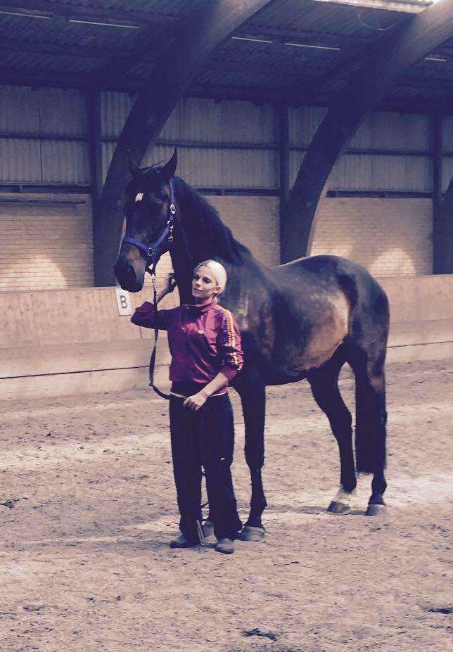 Dansk Varmblod Pelé billede 24