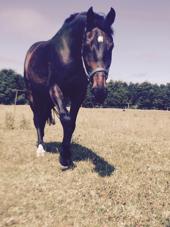 Dansk Varmblod Pelé billede 25