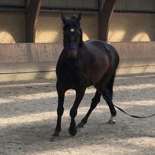 Dansk Varmblod Pelé billede 26