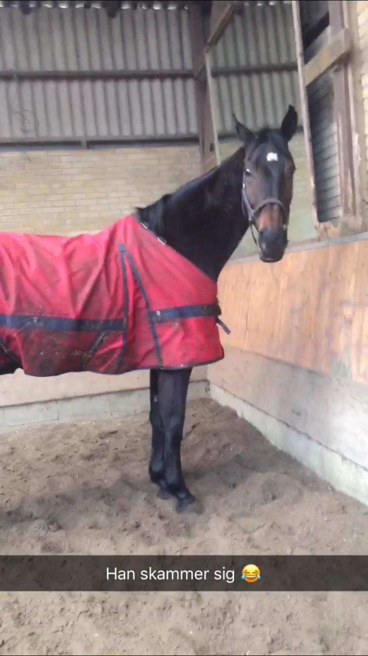 Dansk Varmblod Pelé billede 27