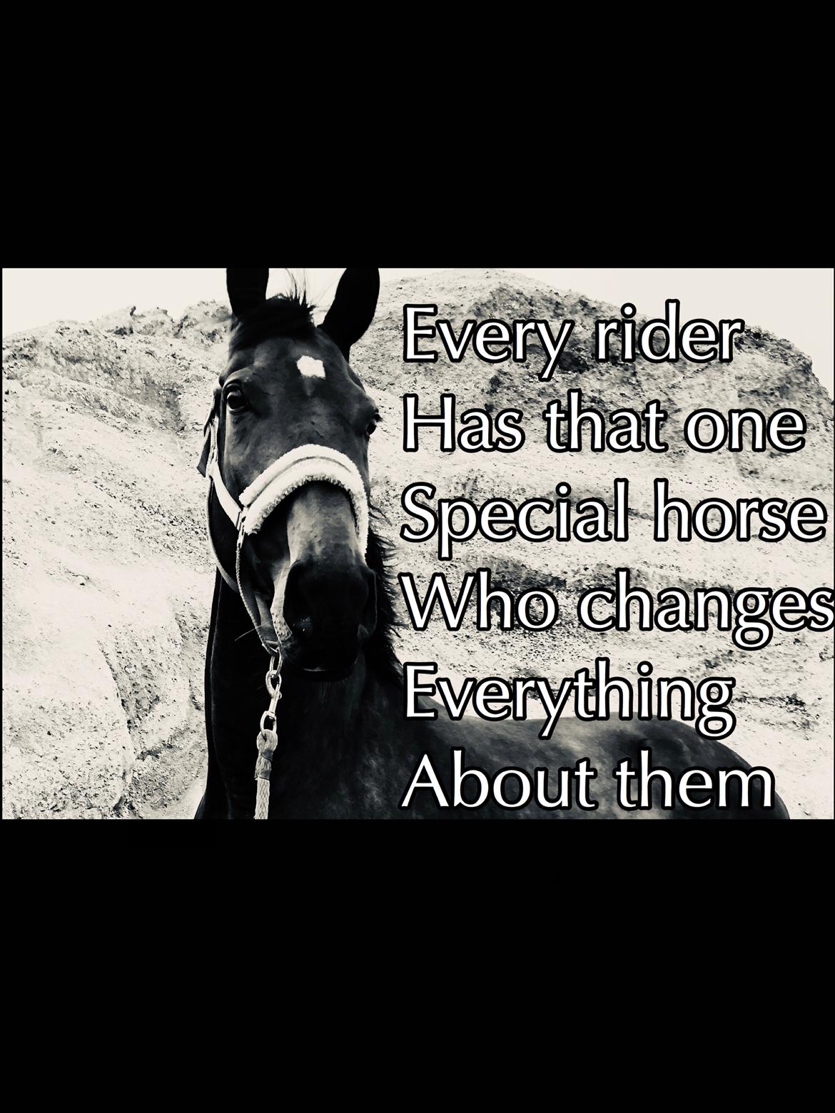 Dansk Varmblod Pelé billede 23