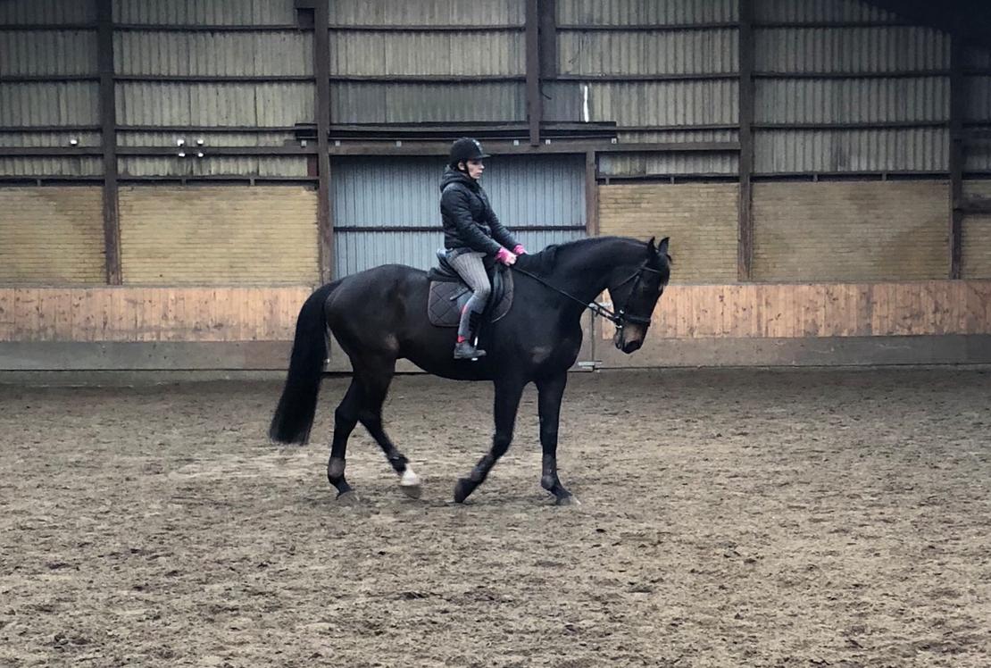 Dansk Varmblod Pelé billede 29