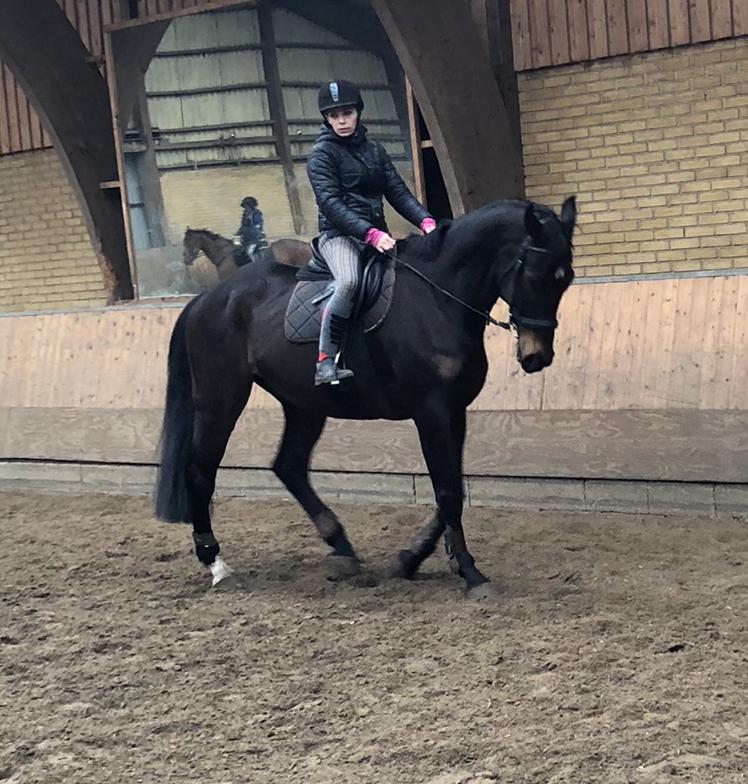 Dansk Varmblod Pelé billede 31