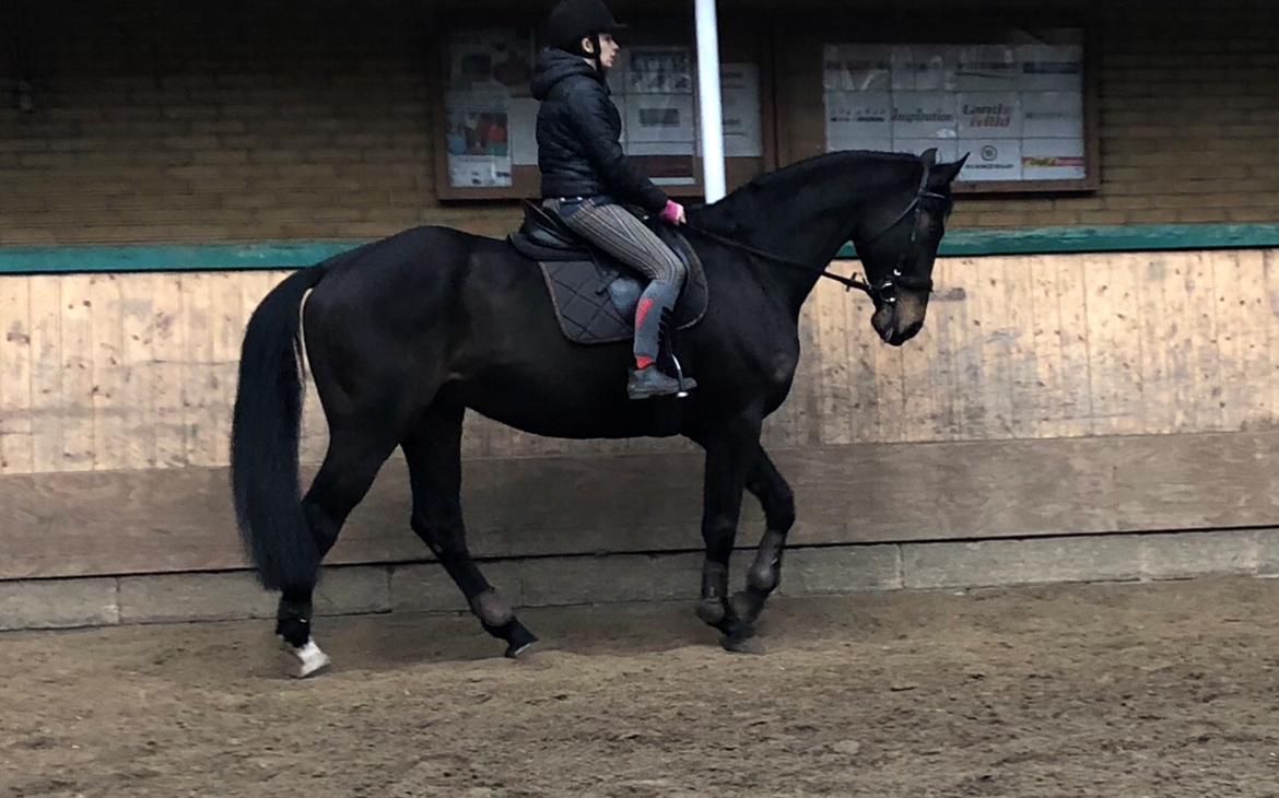 Dansk Varmblod Pelé billede 30