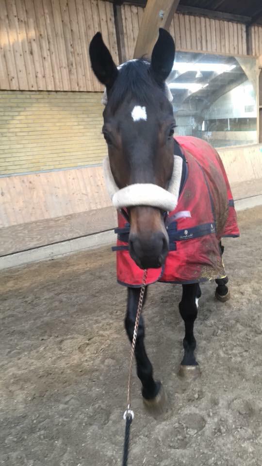 Dansk Varmblod Pelé billede 32