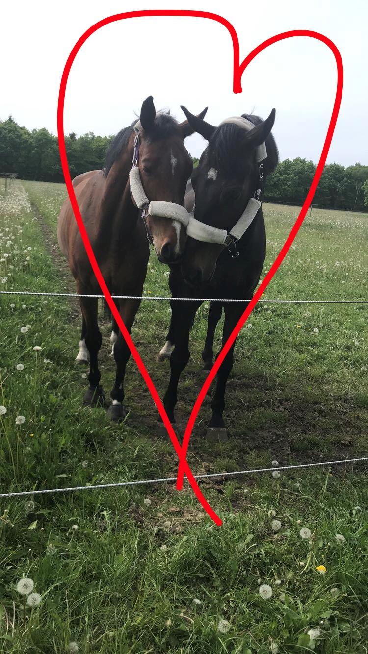 Dansk Varmblod Pelé billede 34