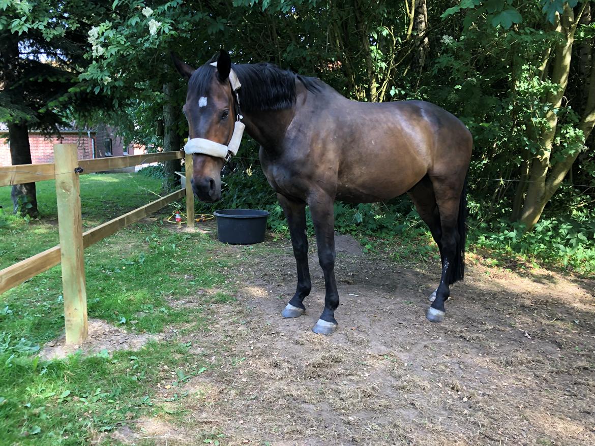 Dansk Varmblod Pelé billede 35