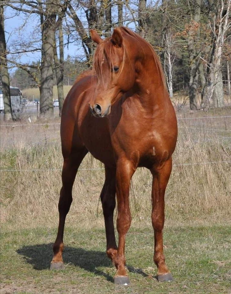 Arabisk fuldblod (OX) Thee fifth Element ox billede 1
