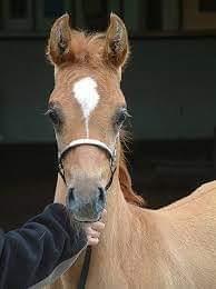 Arabisk fuldblod (OX) Ul barolo ox billede 1