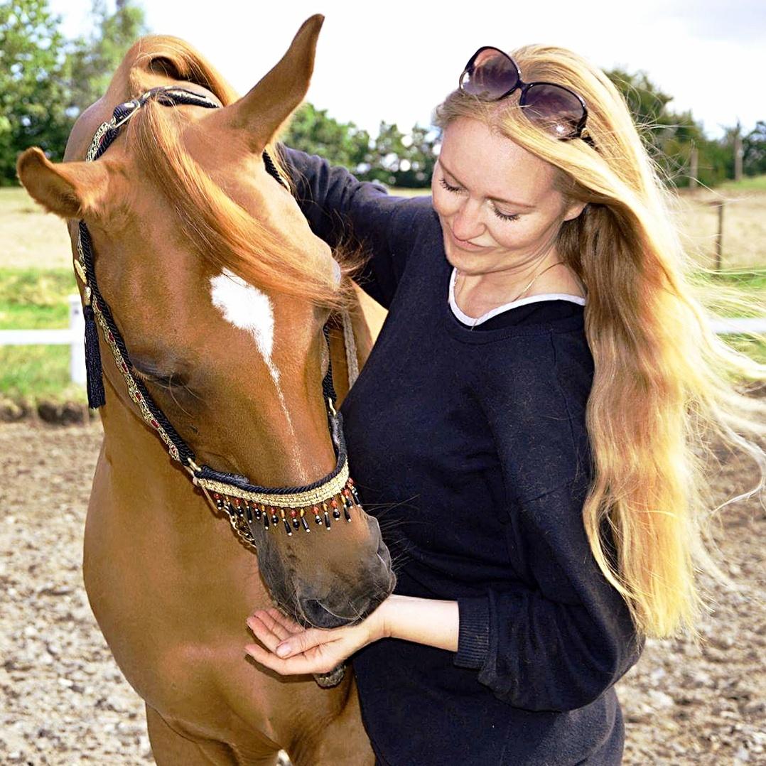 Arabisk fuldblod (OX) Ul barolo ox billede 2