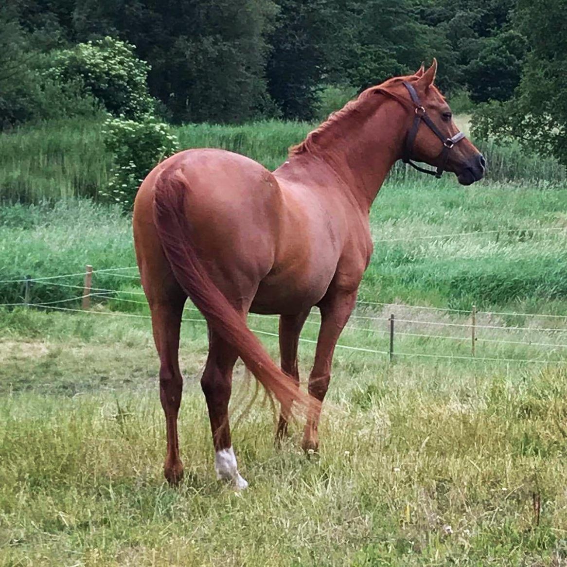 Arabisk fuldblod (OX) Ul barolo ox billede 4