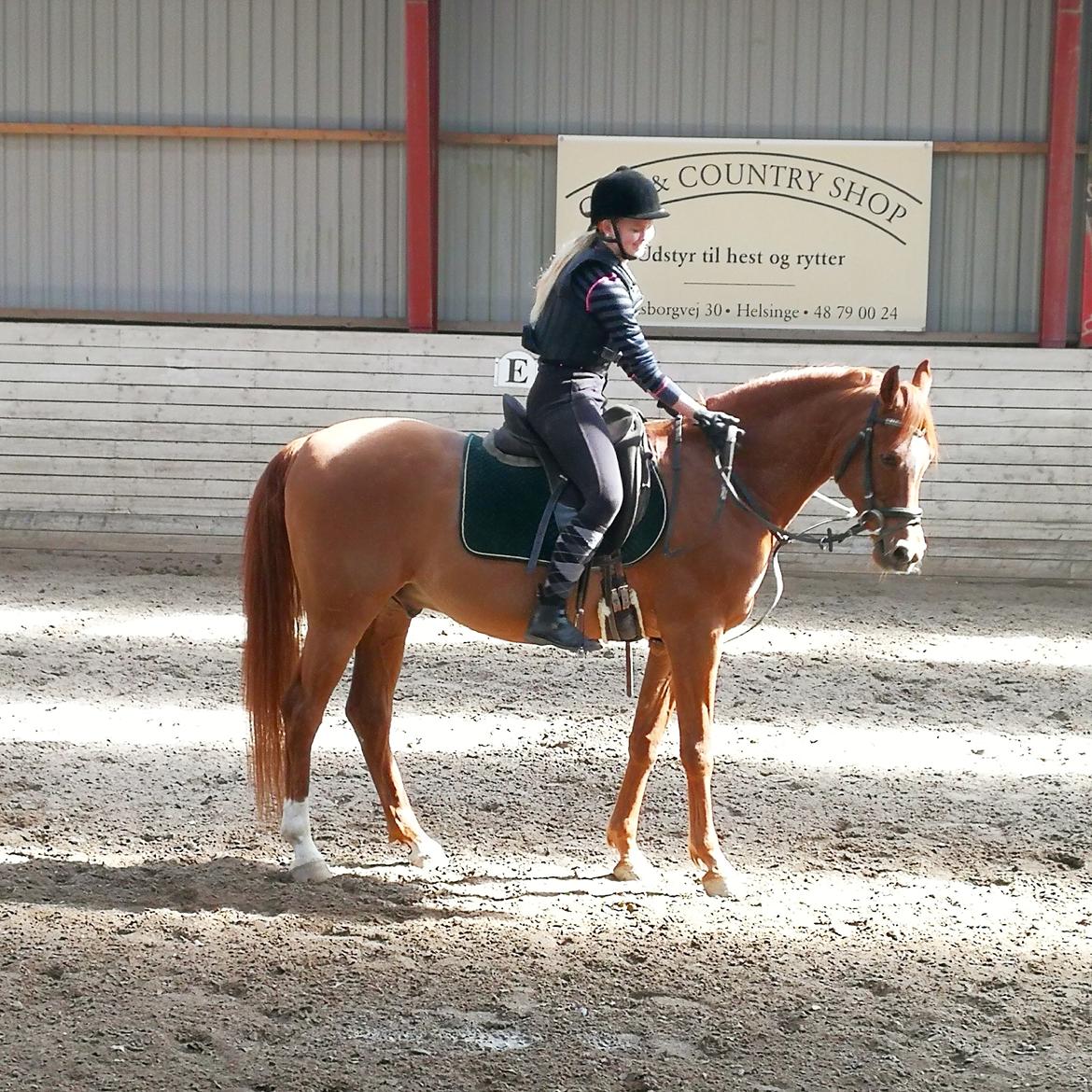 Arabisk fuldblod (OX) Ul barolo ox billede 5